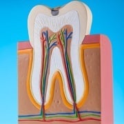 Tooth