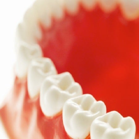 Close-up of model teeth