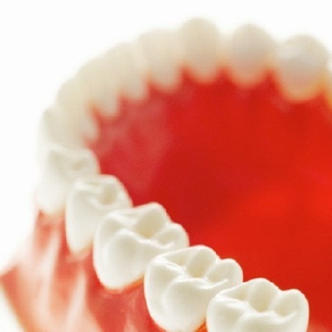 Close-up of model teeth