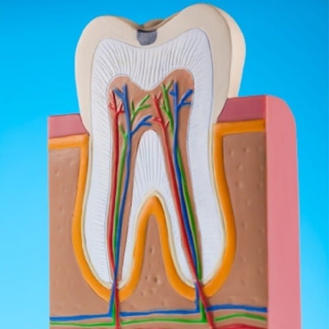 Endodontische diagnostiek