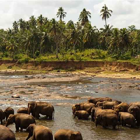 bathing-elephants-udawalawe-national-park-sri-lanka1