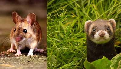 Antilichaam maakt regeneratie van tanden in muizen en fretten mogelijk